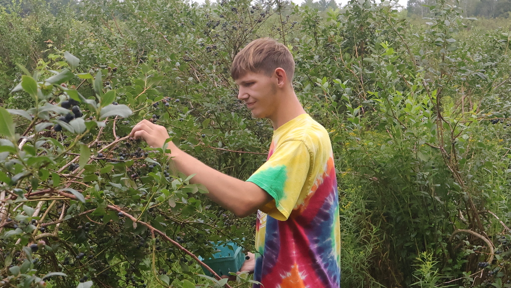 Blueberry Picking at Swistak Farms