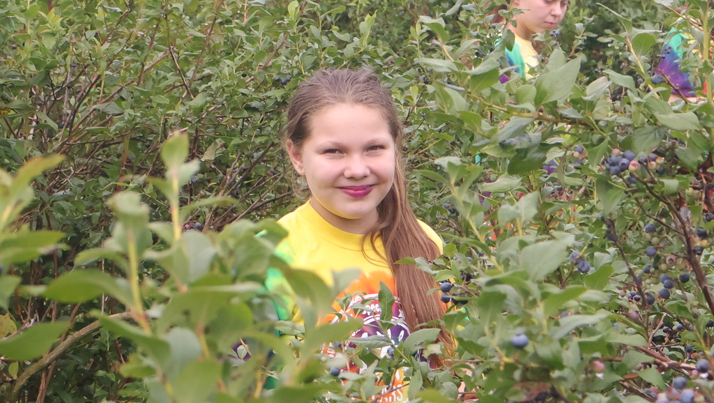 Blueberry Picking at Swistak Farms