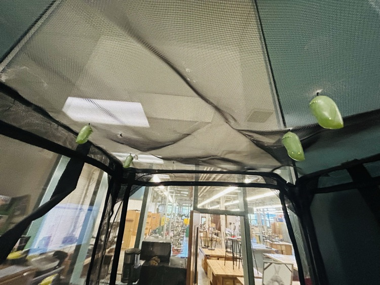 Cocoons hanging from mesh