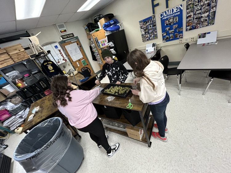 Lettuce Planting