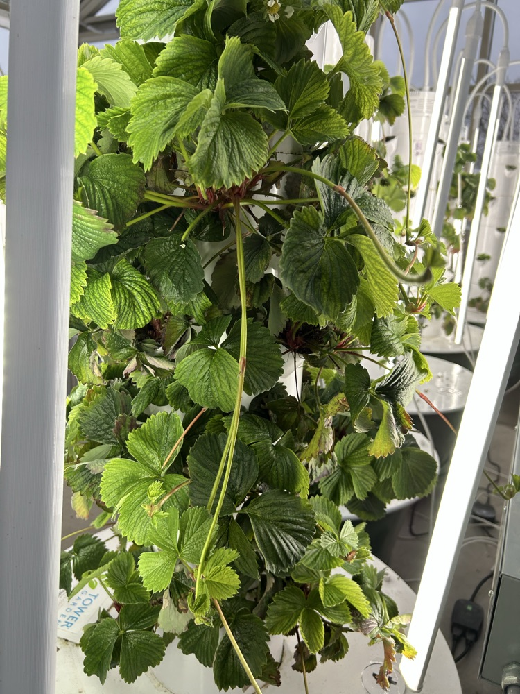 Greenhouse Management