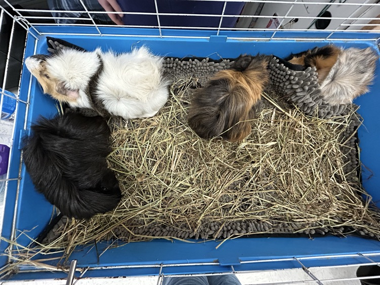 Guinea Pigs