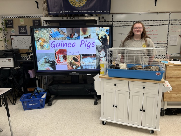 Guinea Pigs with Mary Hall