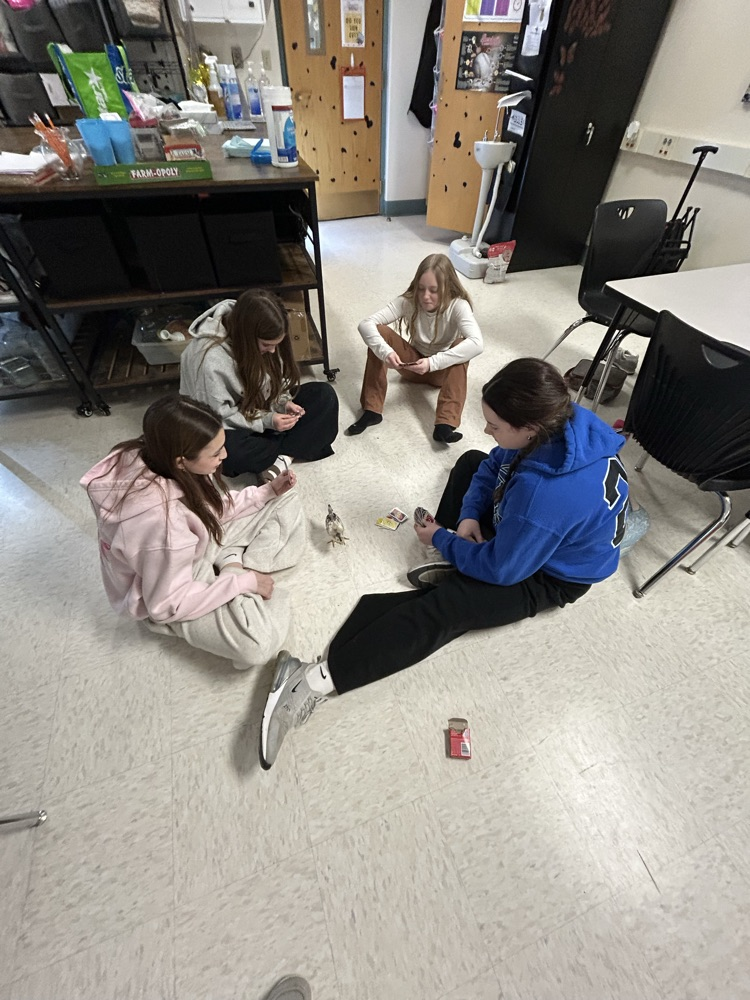 Students playing Uno with a Baby Chick