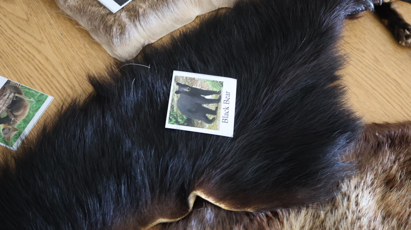 4th Grade Working With Adirondack Experience on Fur Trade Activity