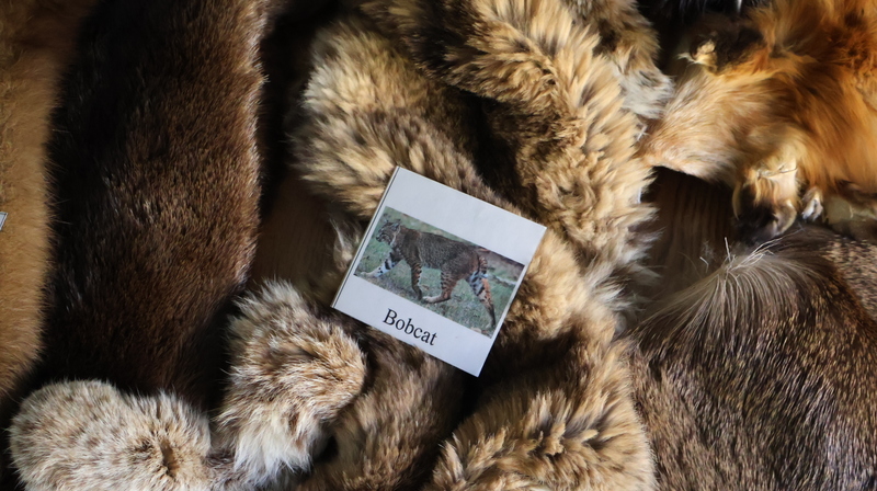 4th Grade Working With Adirondack Experience on Fur Trade Activity