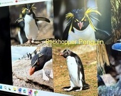 Picture of a student's presentation on Rockhopper Penguins for the Bird Club project.