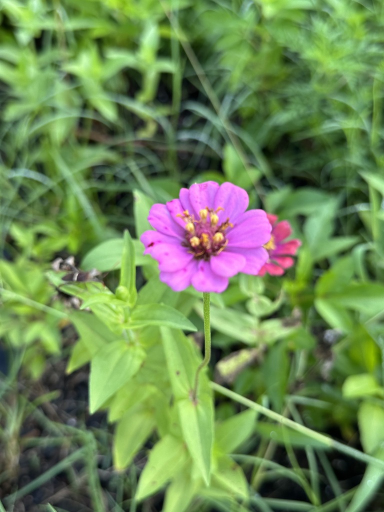 pollinator