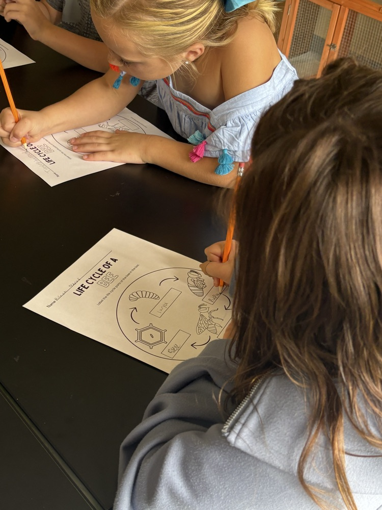 learning about bees