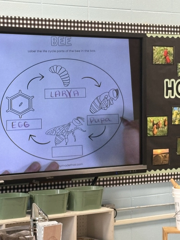 learning about bees