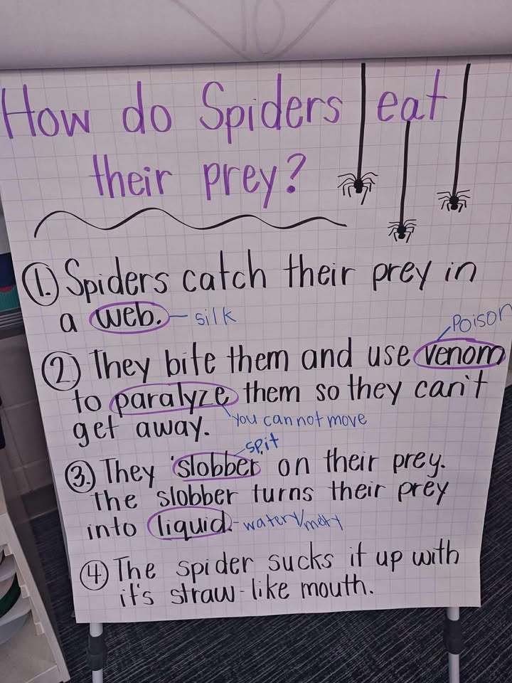 🕷 Spider Soup in First Grade! 🕸  Our first graders in Mrs. Renshaw’s class have been learning all about animal adaptations and what animals need to survive! Last Friday, students participated in a hands-on science experiment to simulate how spiders liquify their prey before eating.  The bowl acted as the spider’s web, the sugar cube was the “prey,” and the water represented the spider’s special digestive enzymes (or as the kids called it… spider slobber! 😄).  Learning is so much more fun when we can see it and try it! 🧠✨ Way to go, Eagles! 💙  #WeAreEagles #SESEaglesSoar #SpiderSoup #FirstGrade
