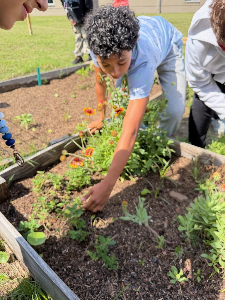 7th grade butterfly garden and release pictures.