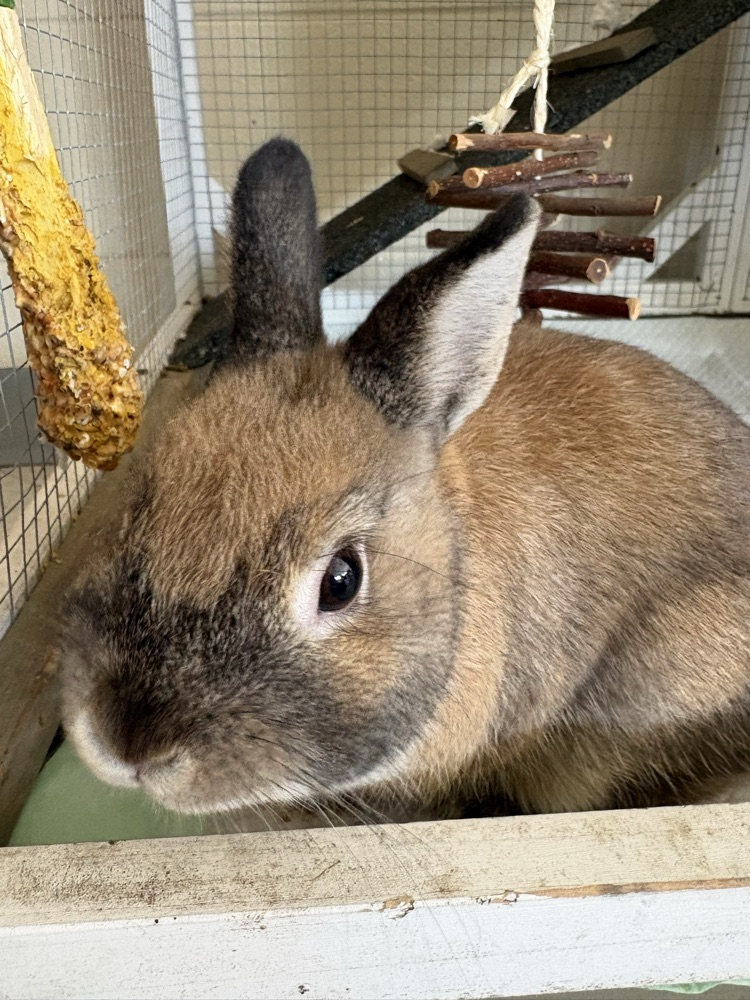 Agriculture class has a new pet bunny!