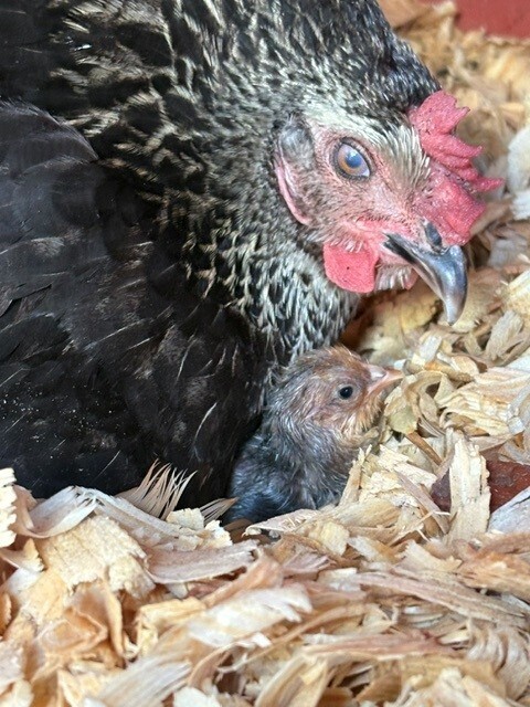 Our new mom with her baby chick!