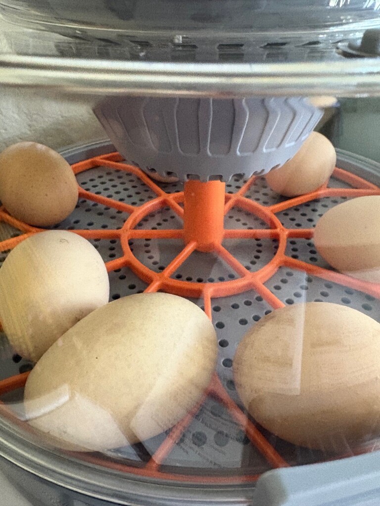 Ready for a chicken for our AG class - incubator full of eggs.