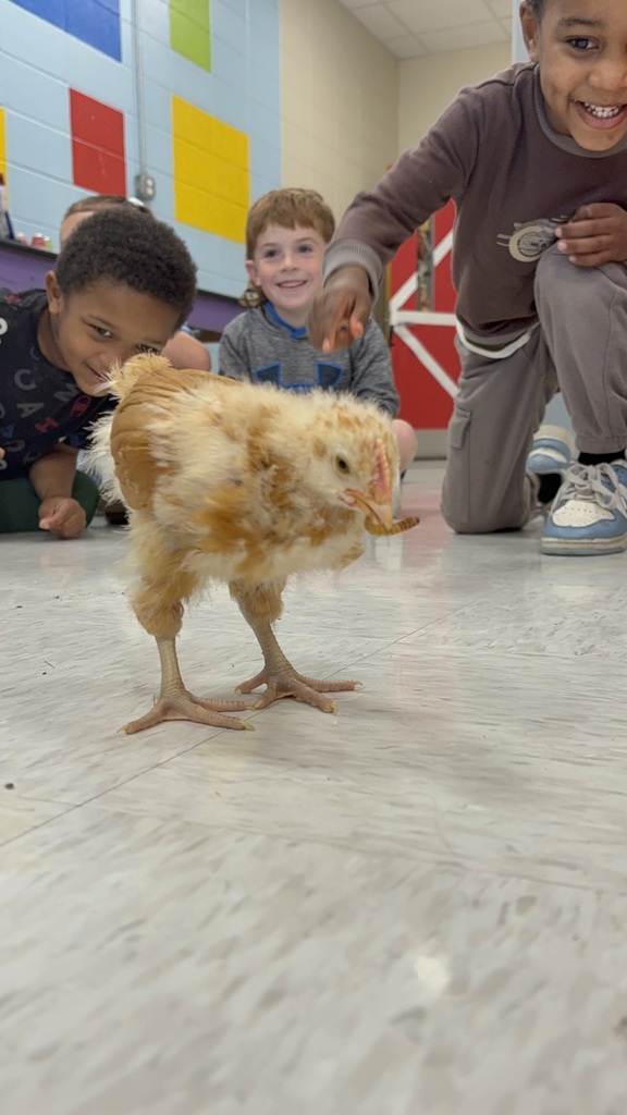 Sunny as a chick in our AG classroom last year