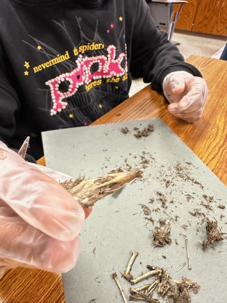 photo- Mrs. McGraw’s students carefully dissected regurgitated owl pellets
