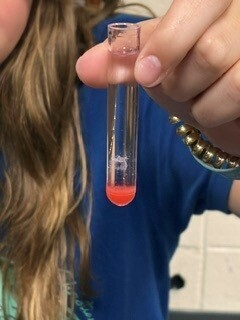 strawberry DNA