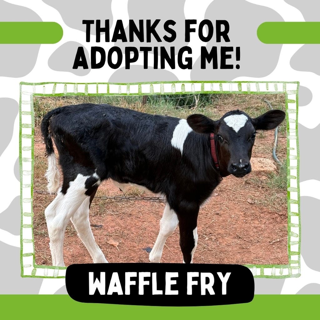 adopted cow