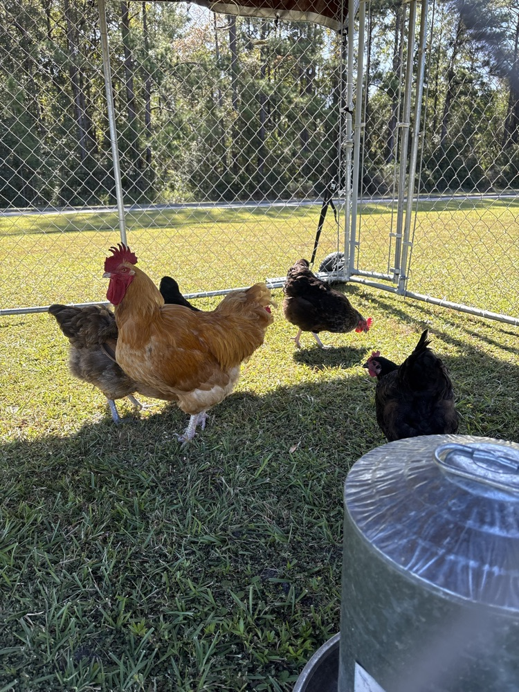 chickens in their new home