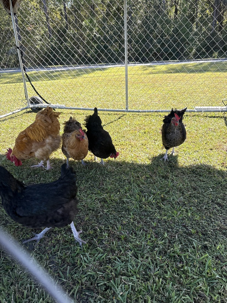 chickens in their new home