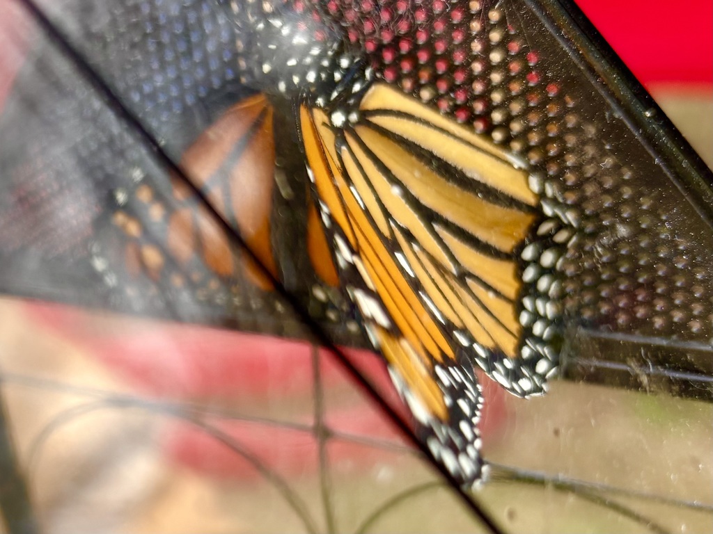 Monarch butterfly