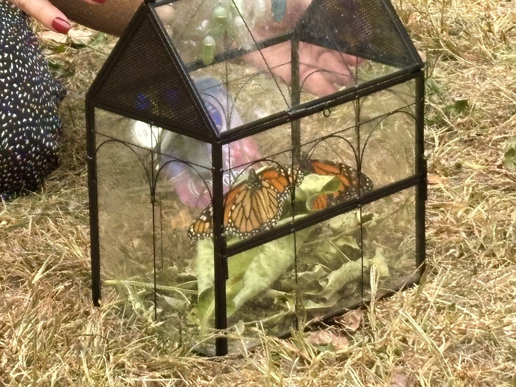 Two monarchbutteflies in cages