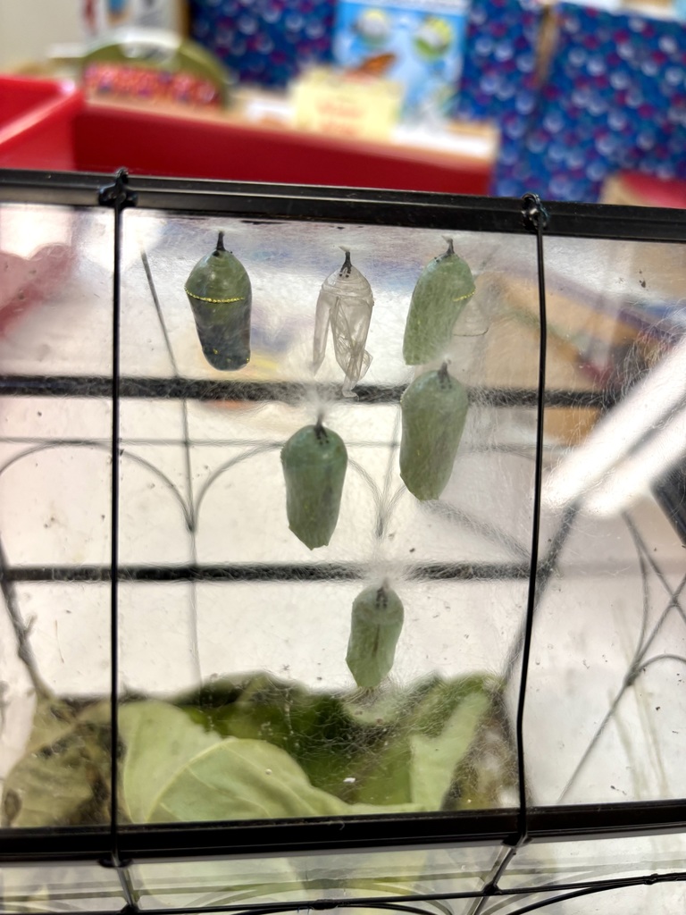 Monarch butterfly krysalis hanging before hatching.