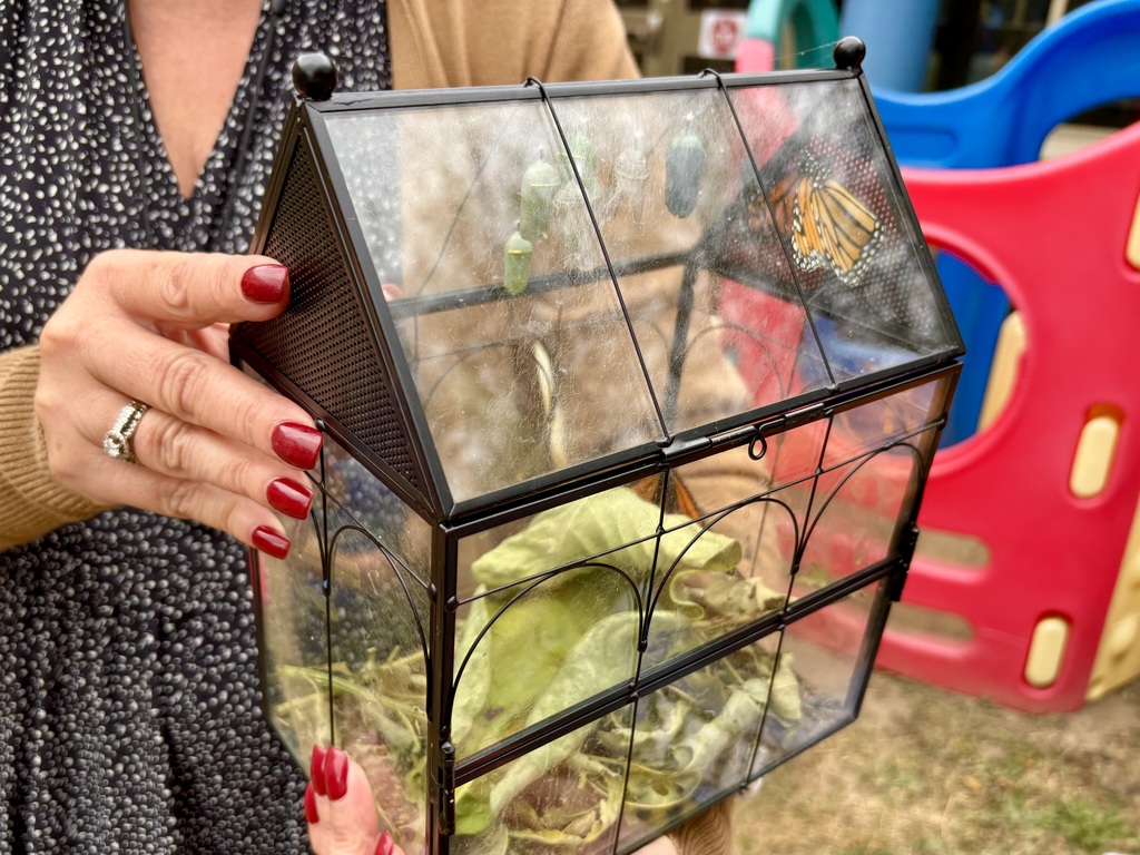 Monarch butterfly in a black cage that looks like a house.