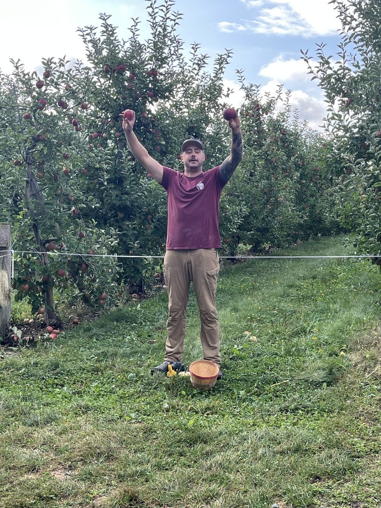 Adult in maroon shirt holding to apples in the air in apple orchard