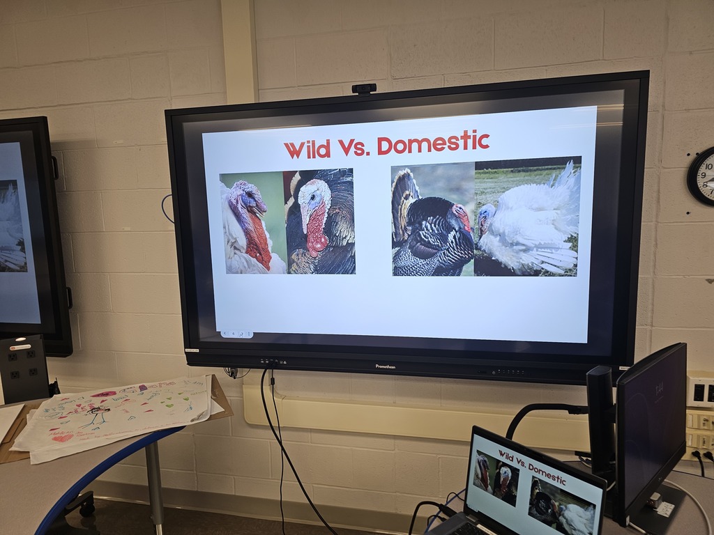 Promethean board displaying a picture of wild vs domestic turkeys