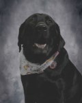 Picturte of Black lab