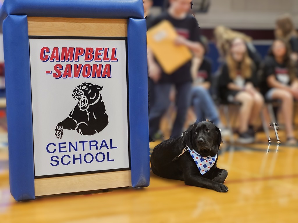 Picture of black ;ab laying down next to lecturn