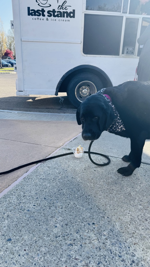Black lab dog eating ice cream on sidewalk