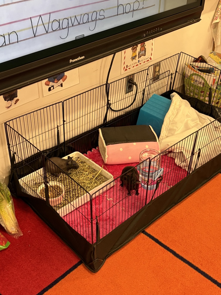 2 guini pigs in cage