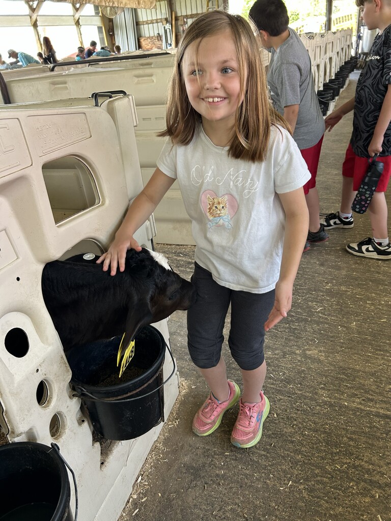 Student petting a cow
