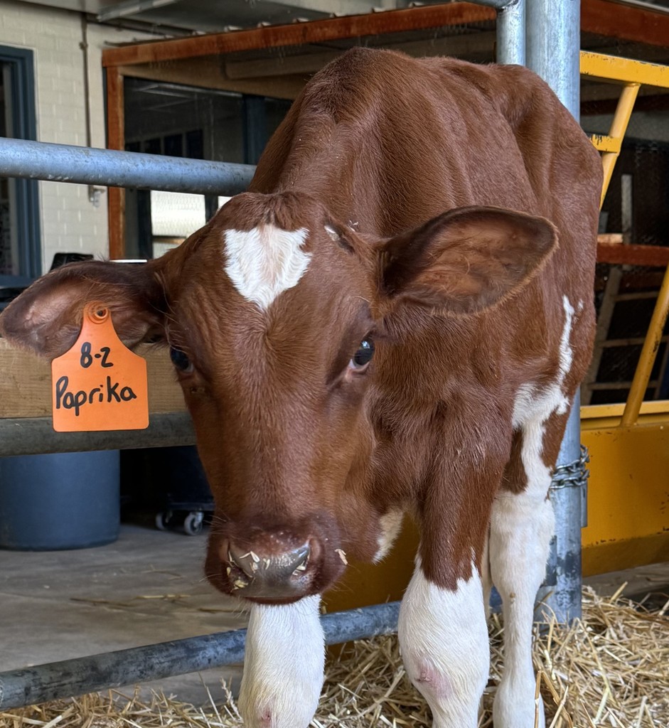 Animal Science Calves