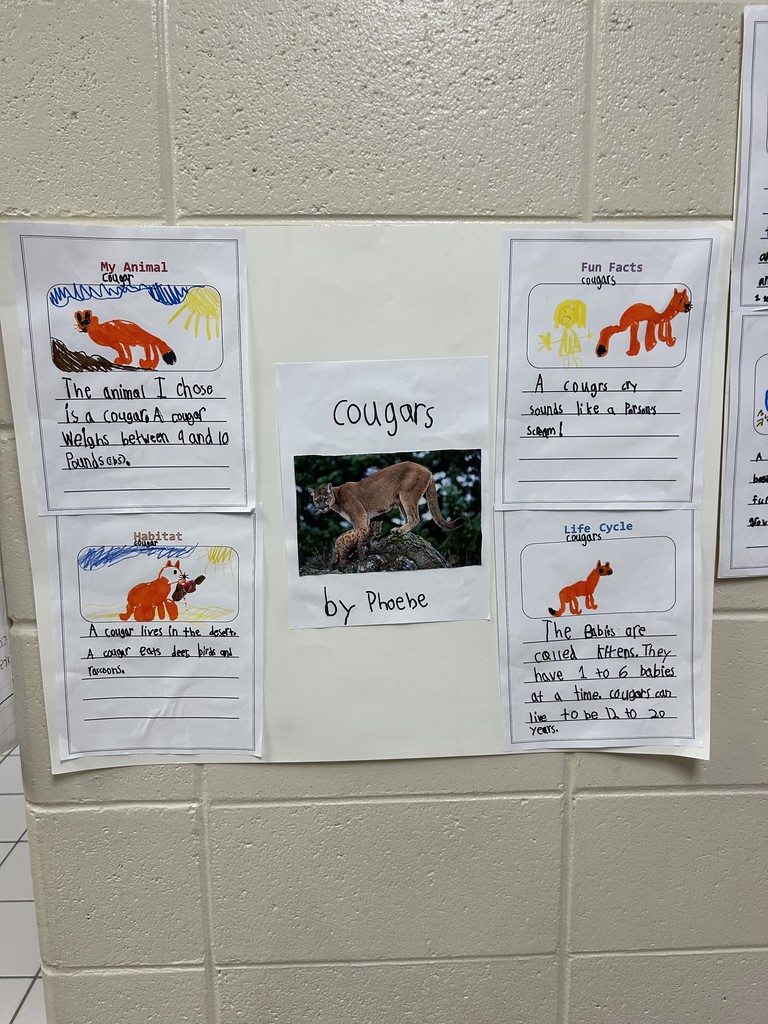 All about cougars