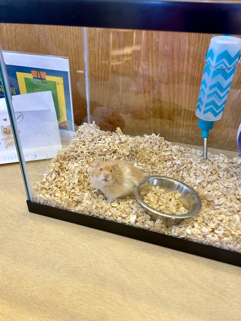 Humphrey the hamster