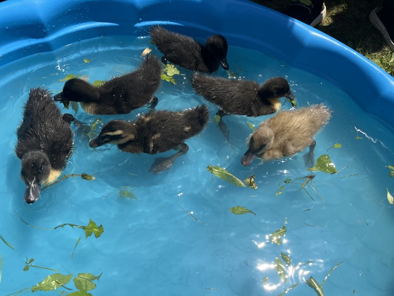 Six ducklings swim in a small, plastic pool.