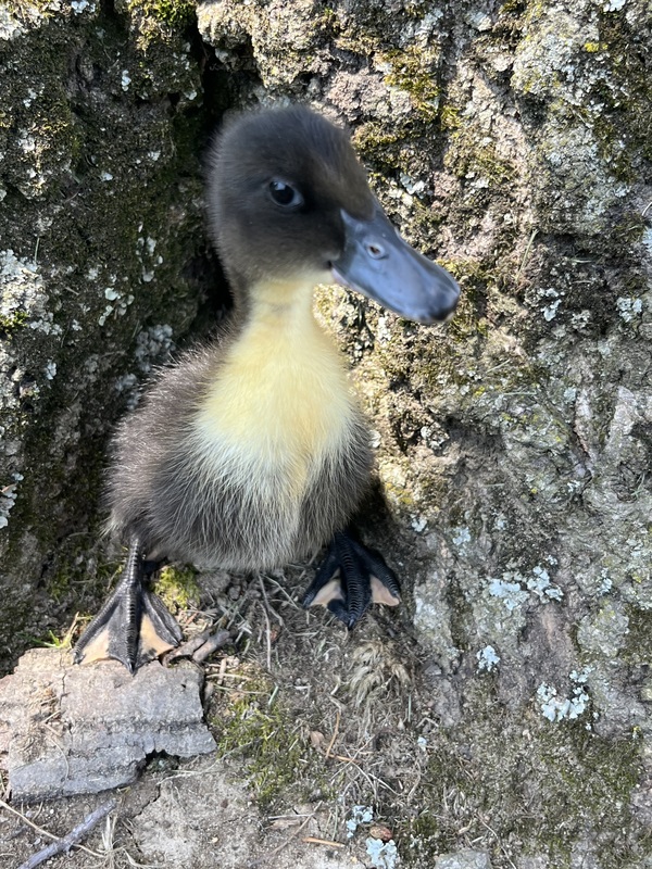 Close-up of a small duckling with dark brown and yellow feathers standing at the base of a tree, surrounded by textured bark and patches of moss.