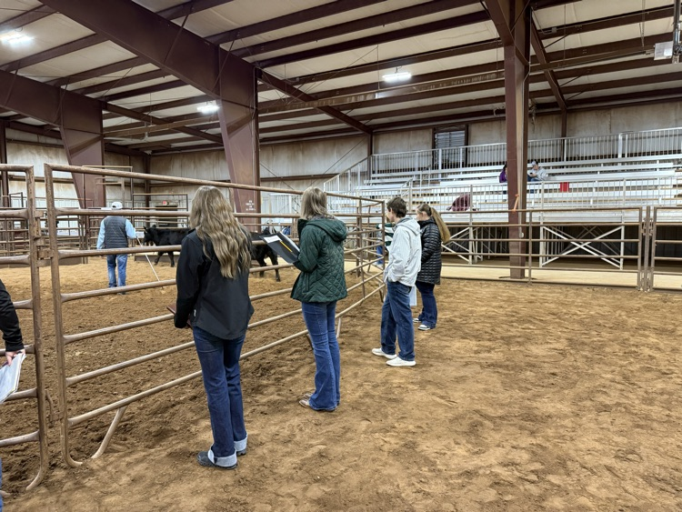 Livestock Judging