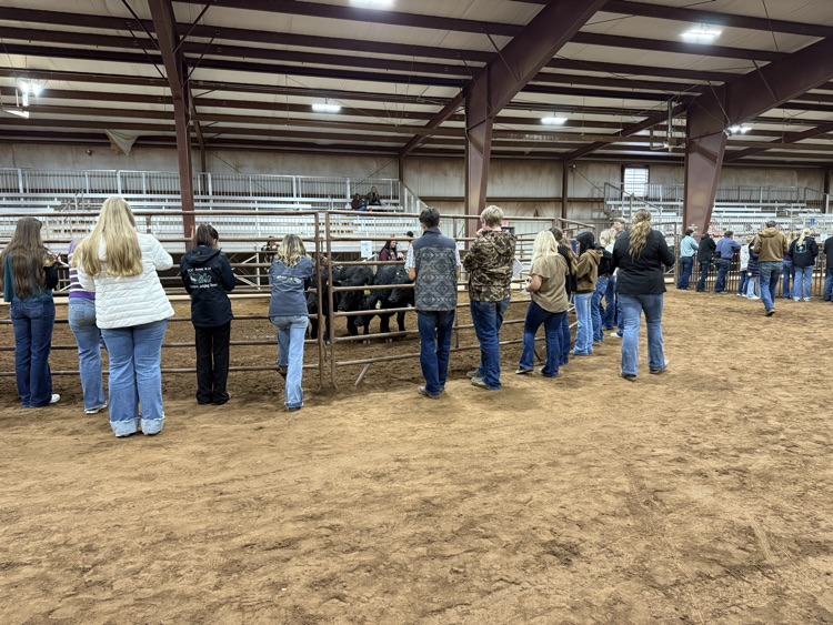 Livestock Judging