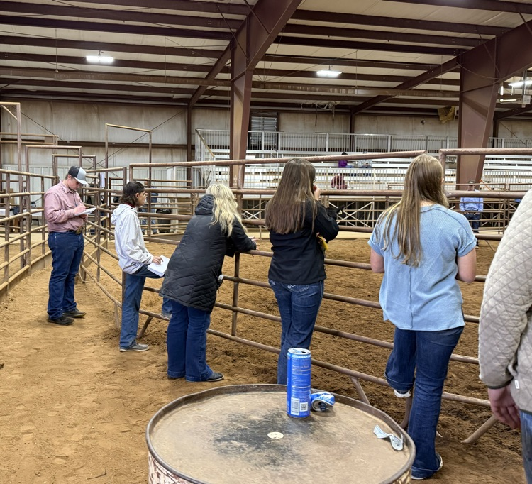 Livestock Judging