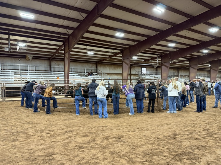 Livestock Judging