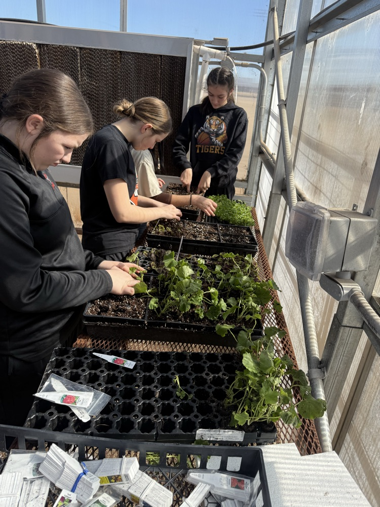Canton FFA students planting new plants