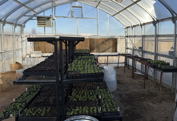 Canton FFA students planting new plants