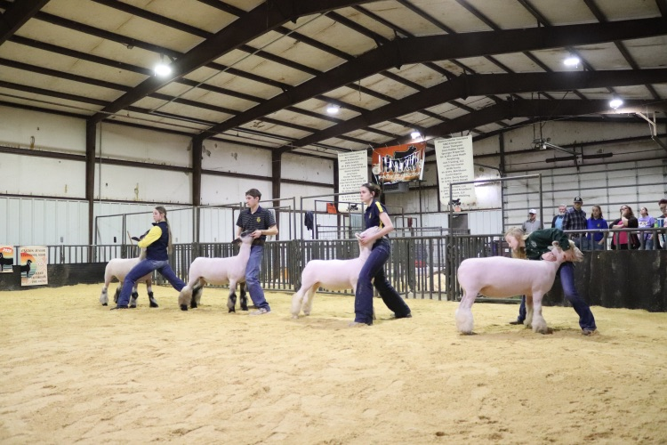 Grand Registered Ewe Drive