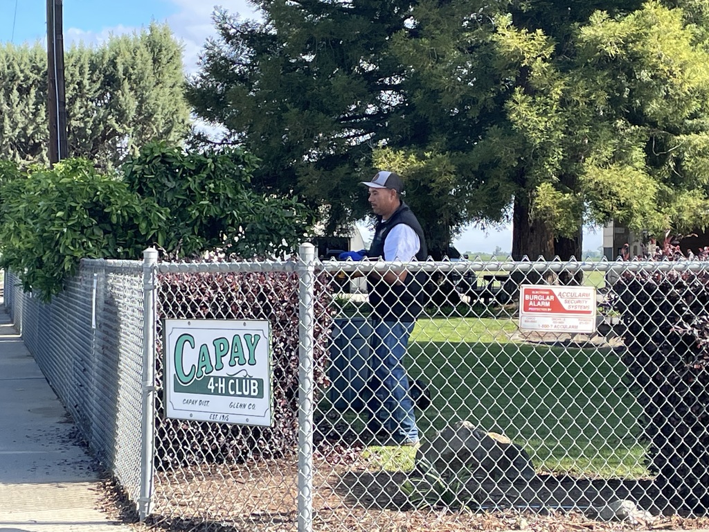 Pedro trimming shrubs