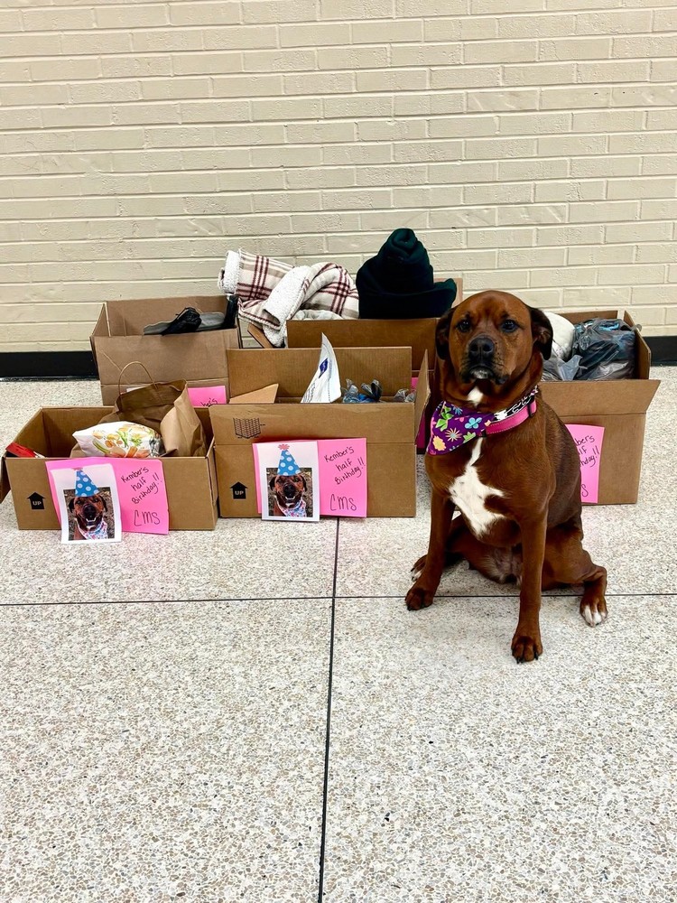 Kember pictured by boxes full of items for the humane society